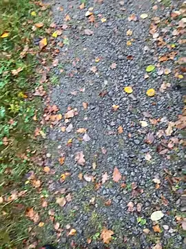 hamstergrabben online show from October 24, 11:50 am