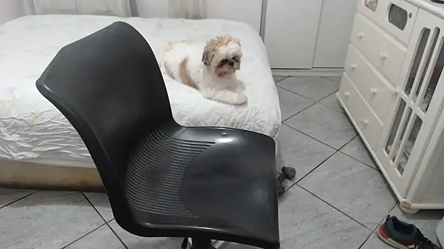 MysterBearMG online show from November 25, 12:32 am