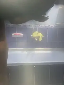 Snapshot of Arabien_Pharaoh- chatting on February 12, 3:18 am Arabien Pharaoh- online show from February 12, 3:18 am