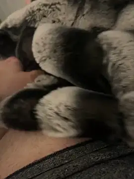 Furdale online show from December 2, 4:20 pm