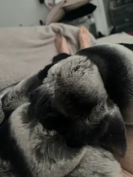 Furdale online show from December 24, 11:17 am