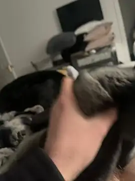 Furdale online show from February 16, 2:32 pm