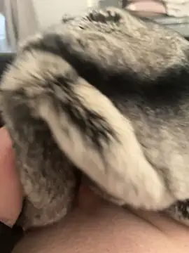 Furdale online show from February 24, 4:26 pm