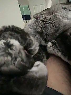 Furdale online show from September 24, 2:20 pm