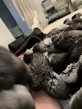 Furdale online show from February 26, 5:23 pm