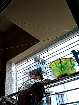 Snapshot of sanjib-1234 chatting on September 19, 4:14 am sanjib-1234 online show from September 19, 4:14 am