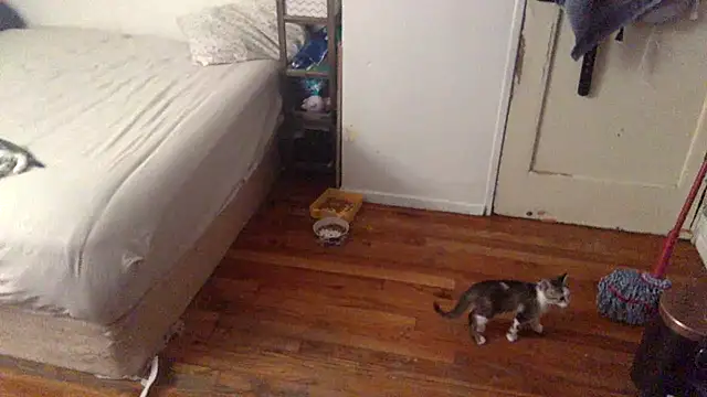 BIG-CkD F online show from September 8, 3:33 pm