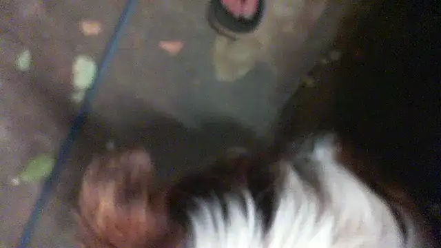 Snapshot of herbie010666 chatting on January 11, 1:43 pm herbie010666 online show from January 11, 1:43 pm