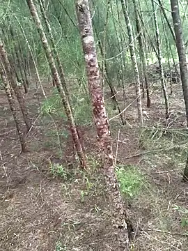 Snapshot of Gopal1243 chatting on October 19, 4:46 am Gopal1243 online show from October 19, 4:46 am