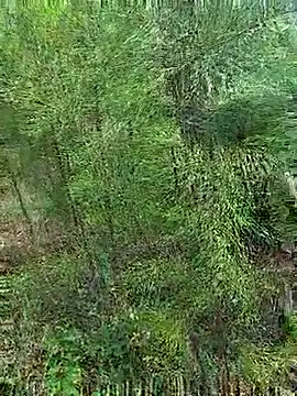 Snapshot of Gopal1243 chatting on October 21, 1:17 am Gopal1243 online show from October 21, 1:17 am