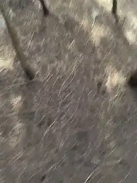 Snapshot of Gopal1243 chatting on November 20, 6:13 am Gopal1243 online show from November 20, 6:13 am