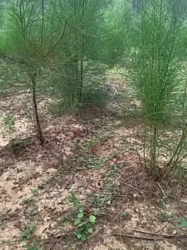 Snapshot of Gopal1243 chatting on November 24, 2:11 am Gopal1243 online show from November 24, 2:11 am