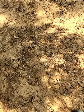 Snapshot of Gopal1243 chatting on November 26, 6:14 am Gopal1243 online show from November 26, 6:14 am