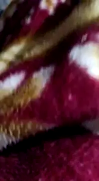 Snapshot of Longlund9 chatting on December 15, 4:48 pm Longlund9 online show from December 15, 4:48 pm